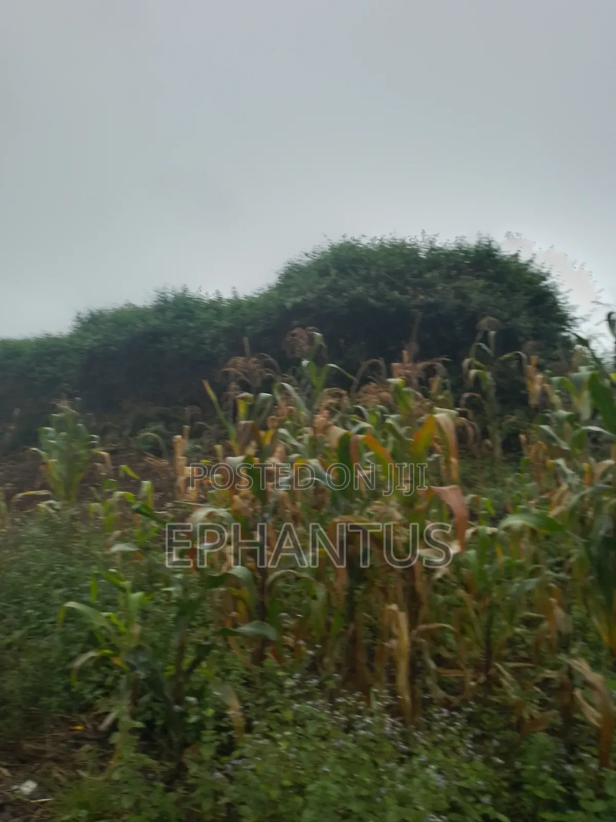 3 Ares Land for Sale in Runda