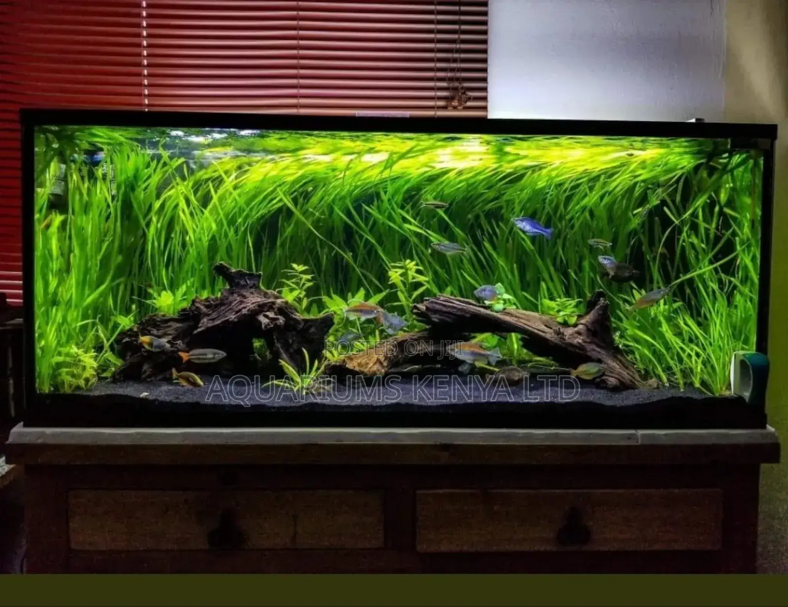 Aquarium of Live Plants. Low Maintenance Aquarium