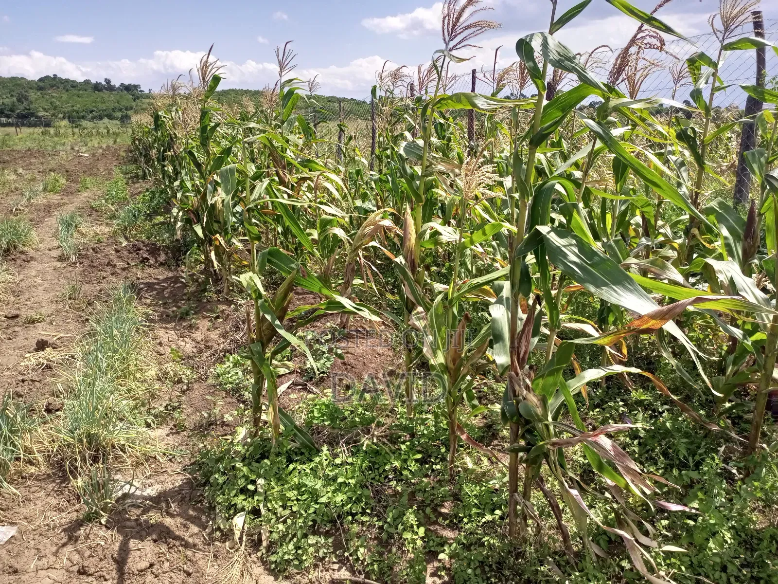 Land for Sale in Gilgil Diatomite