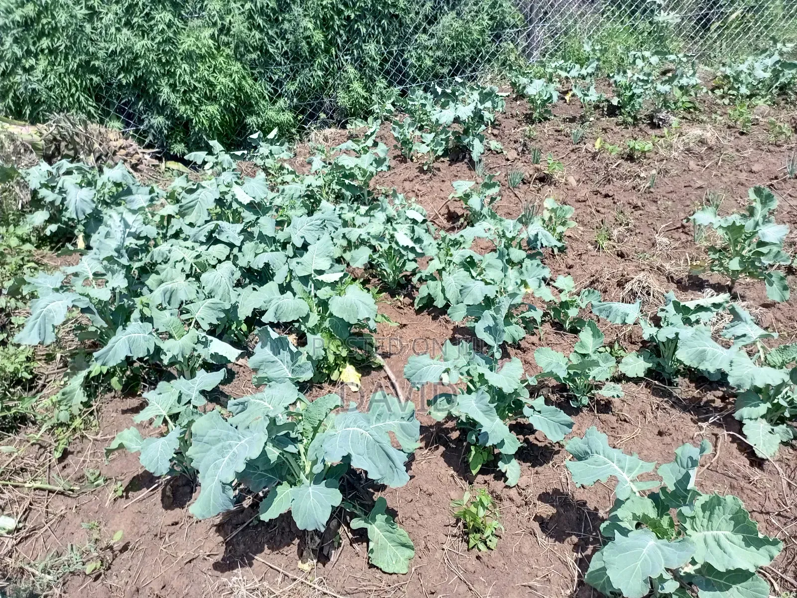 Land for Sale in Gilgil Diatomite