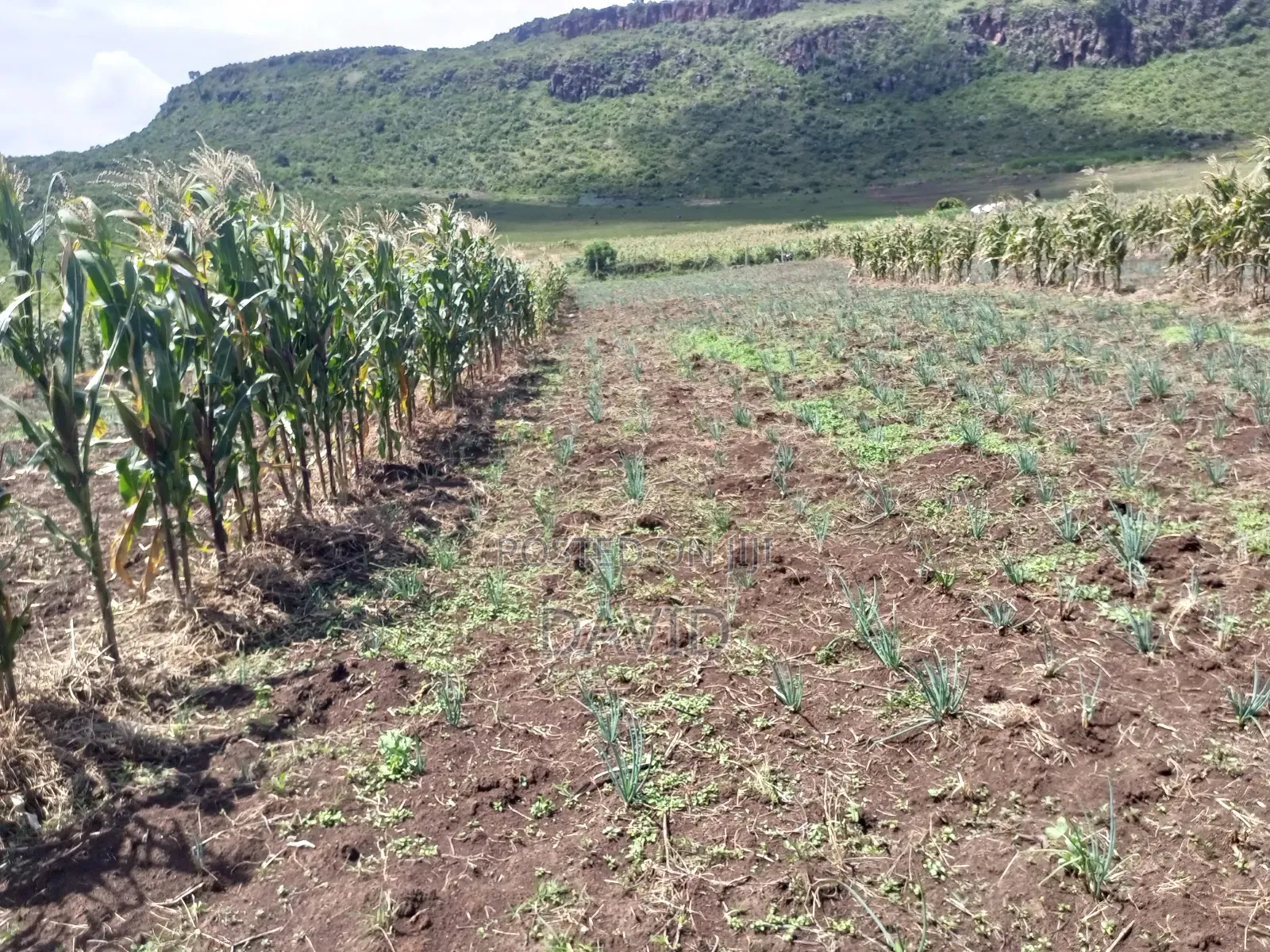 Land for Sale in Gilgil Diatomite