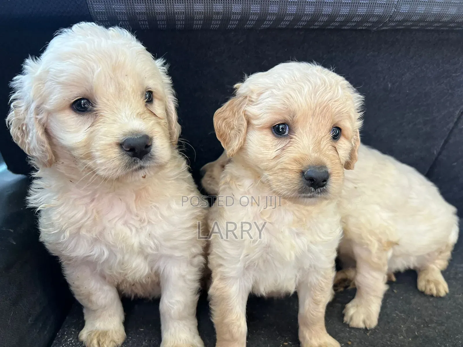 1-3 months Female Purebred Golden Retriever