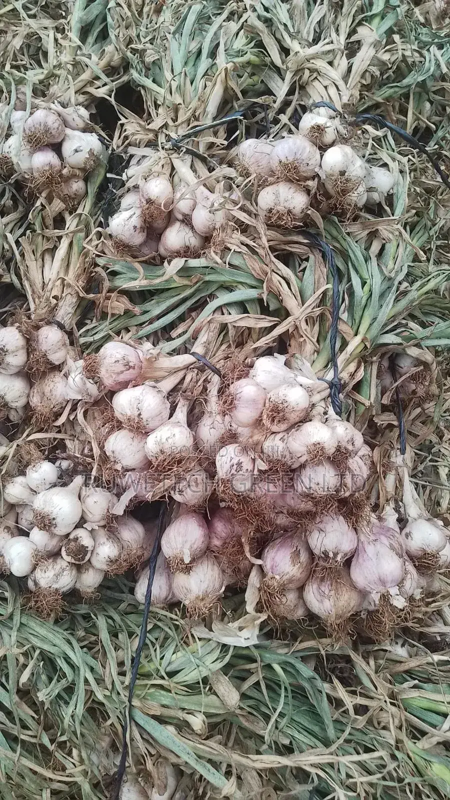 Fresh Garlic