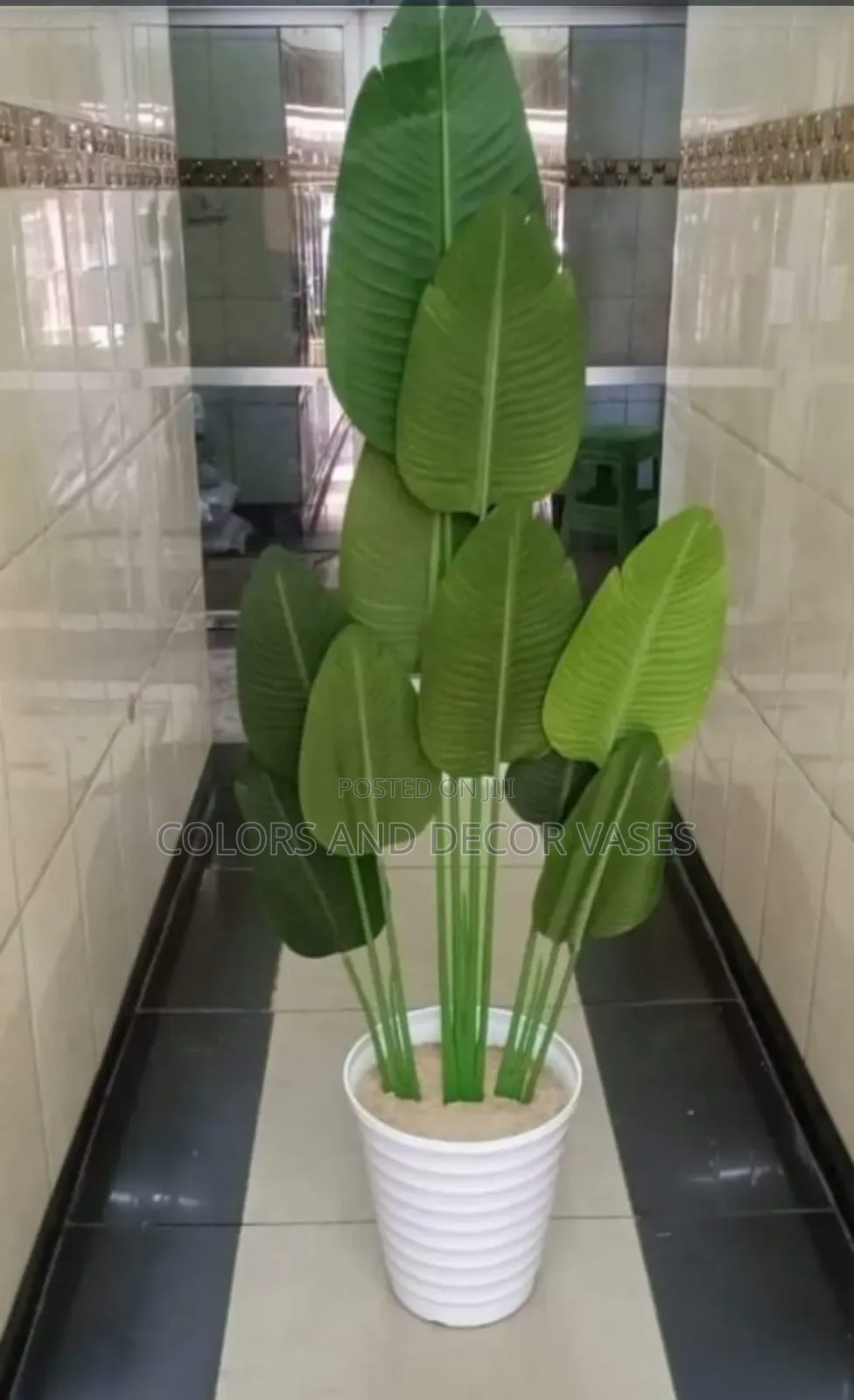 Banana Plant With Big Vase Suitable for a Corner
