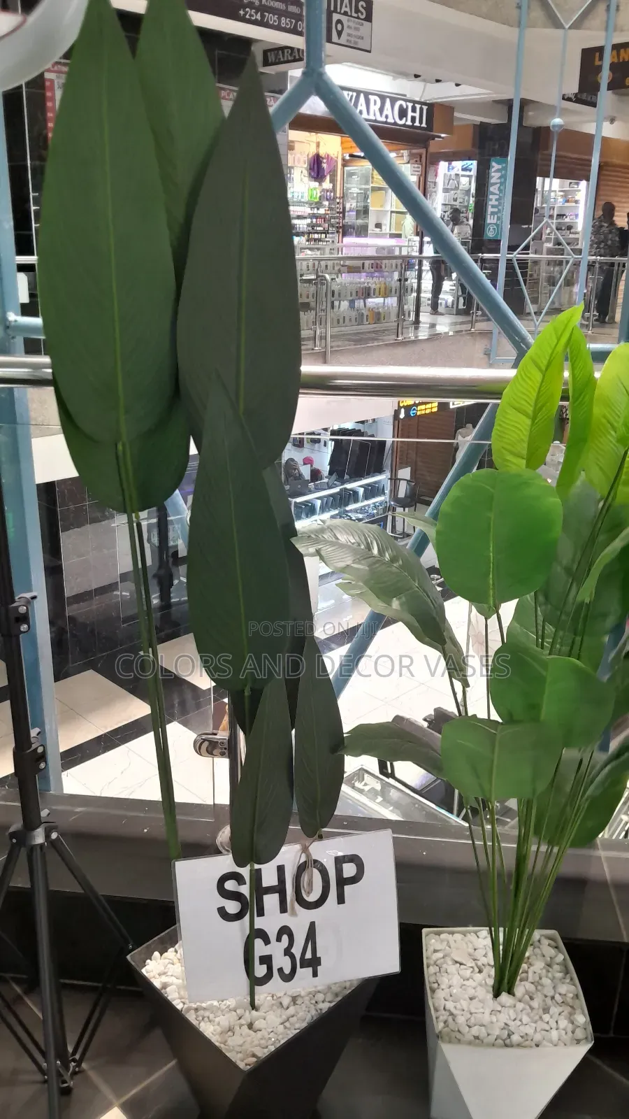 Banana Plants in Stock 1.2m and 1.5m