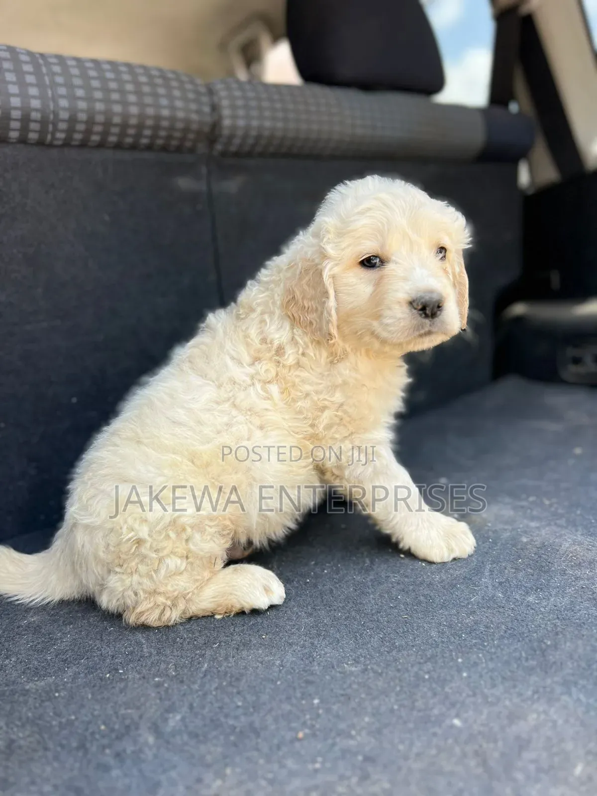 1-3 months Male Purebred Golden Retriever