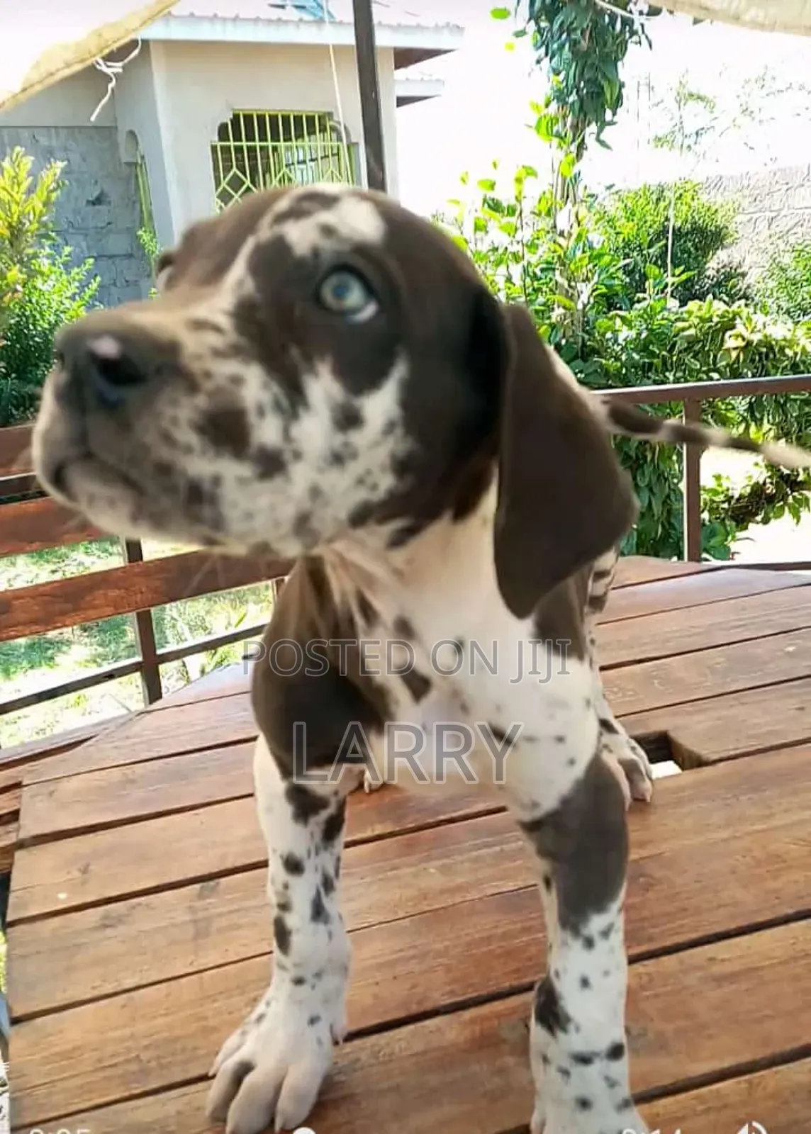 1-3 months Male Purebred Great Dane