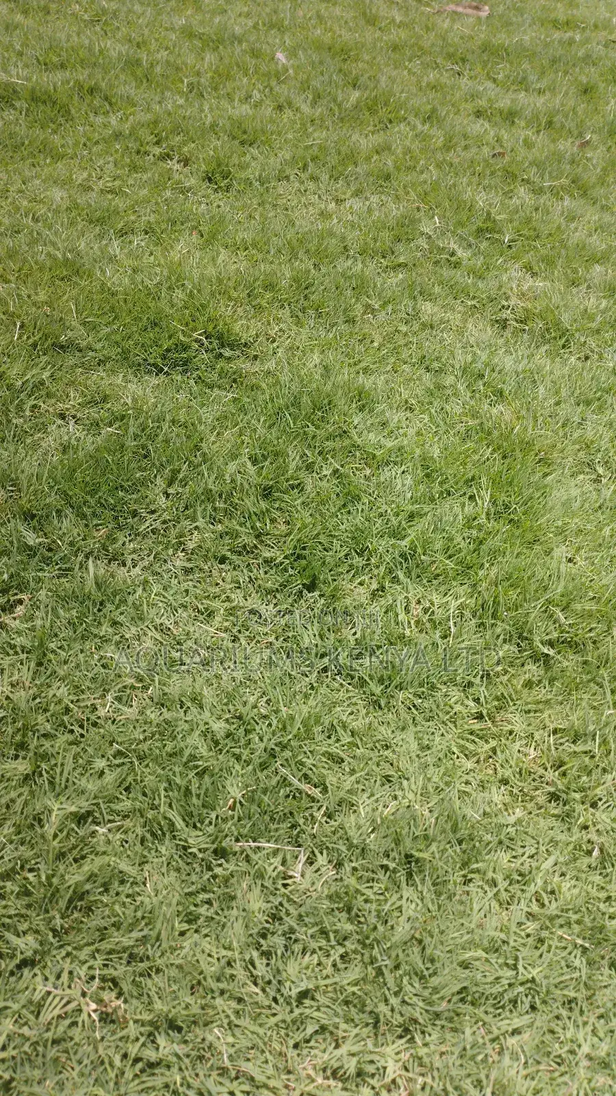 Bermuda Grass,Golf Grass