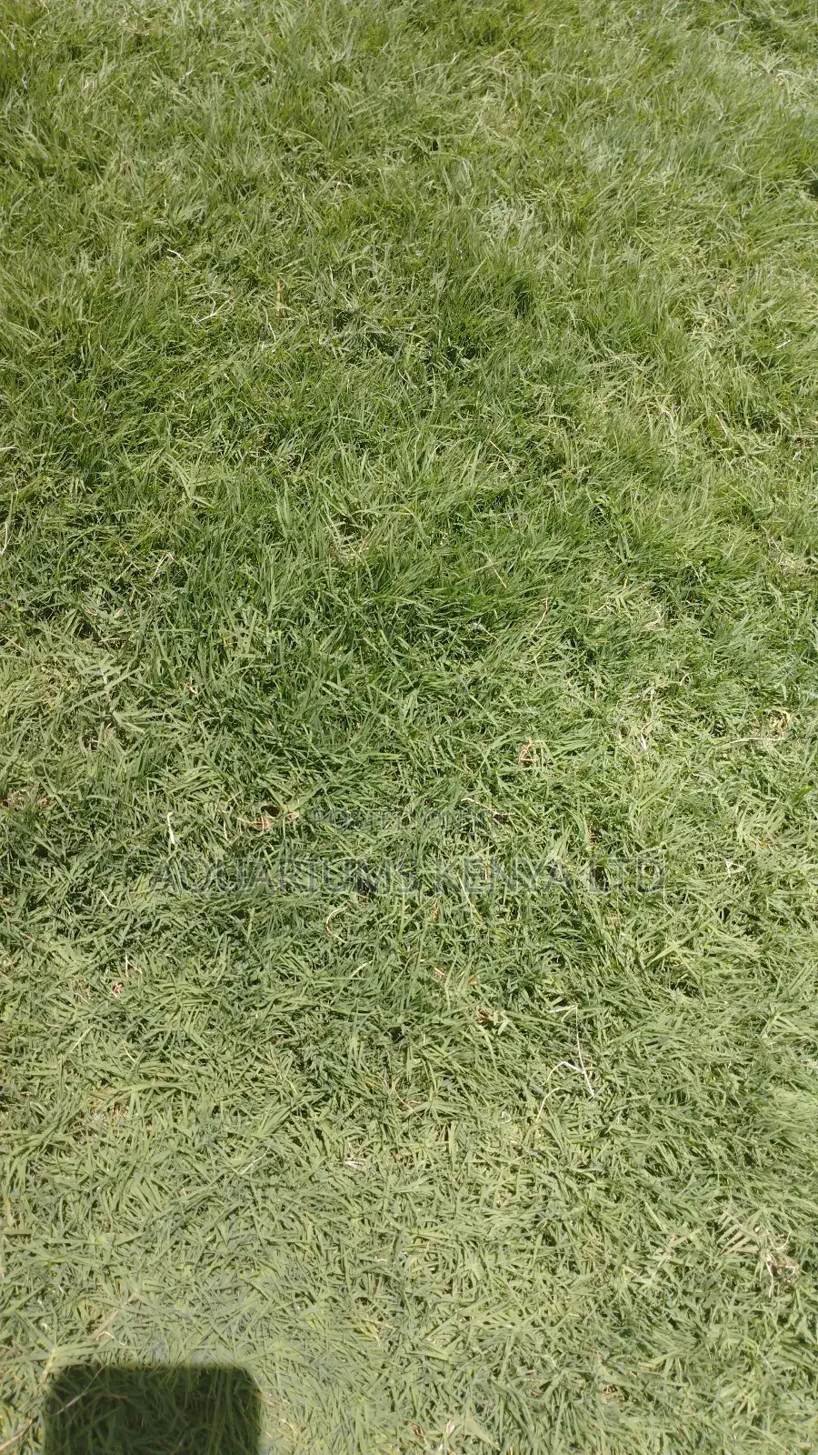 Gold Grass for Golf Lawns