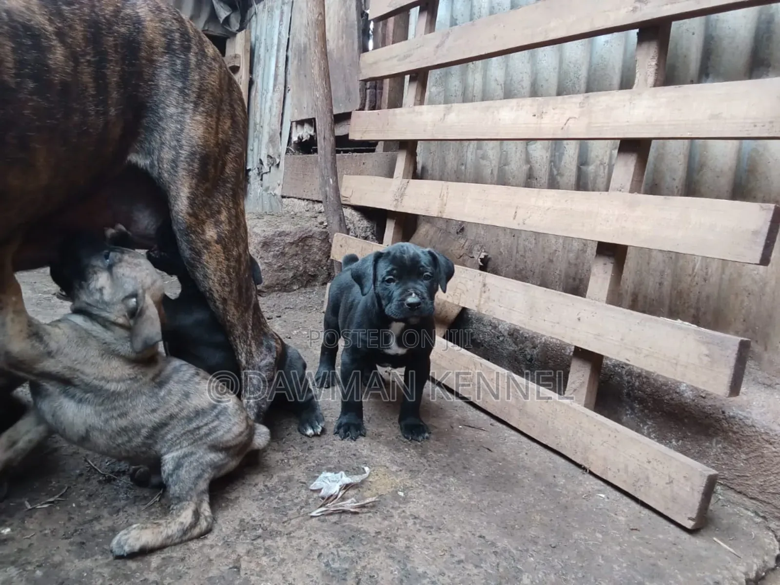1-3 months Male Purebred Boerboel