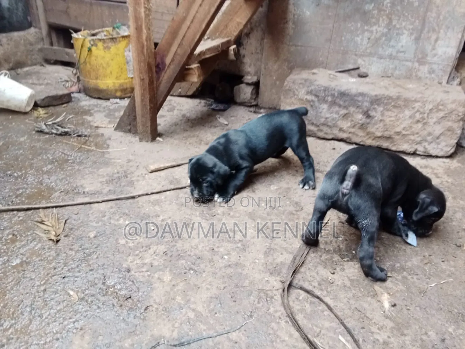 1-3 months Female Purebred Boerboel