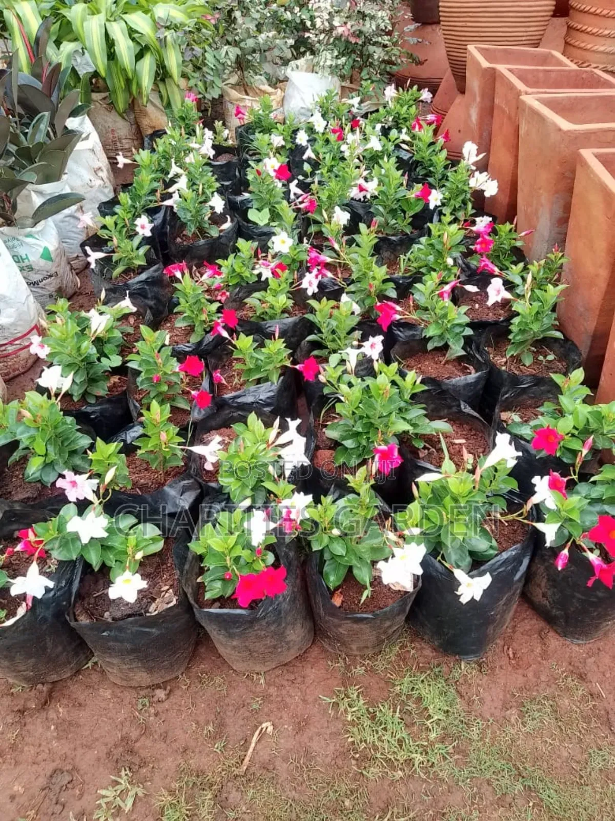 Flowers and Pet Beds