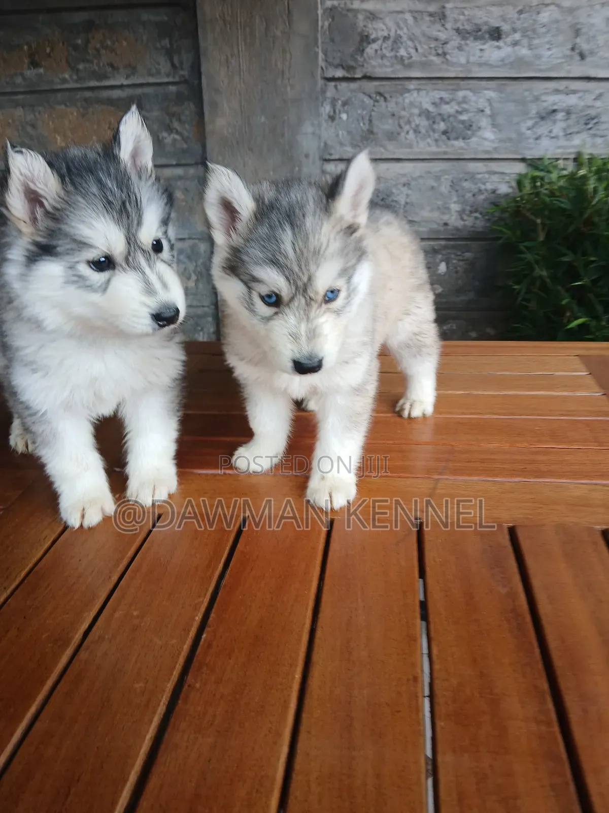 1-3 months Male Purebred Siberian Husky