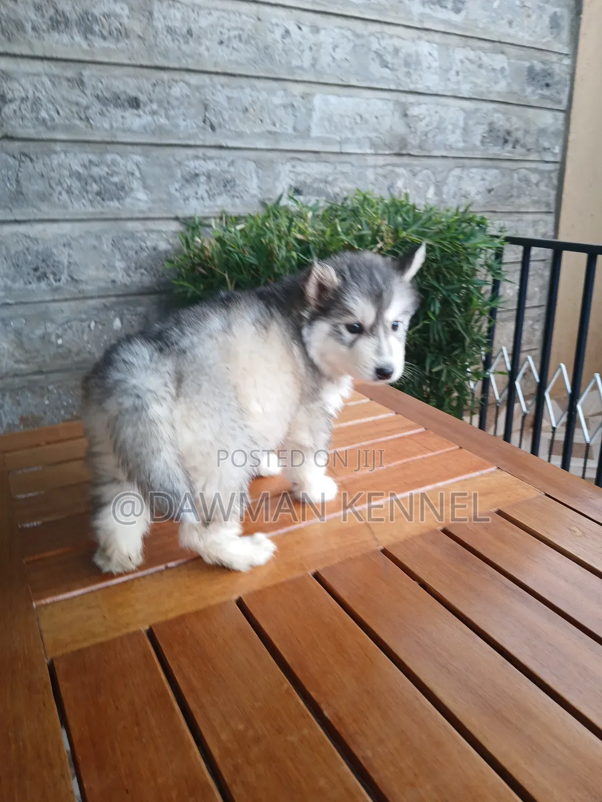 1-3 months Male Purebred Siberian Husky