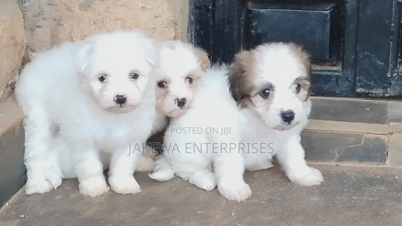 1-3 months Male Purebred Havanese