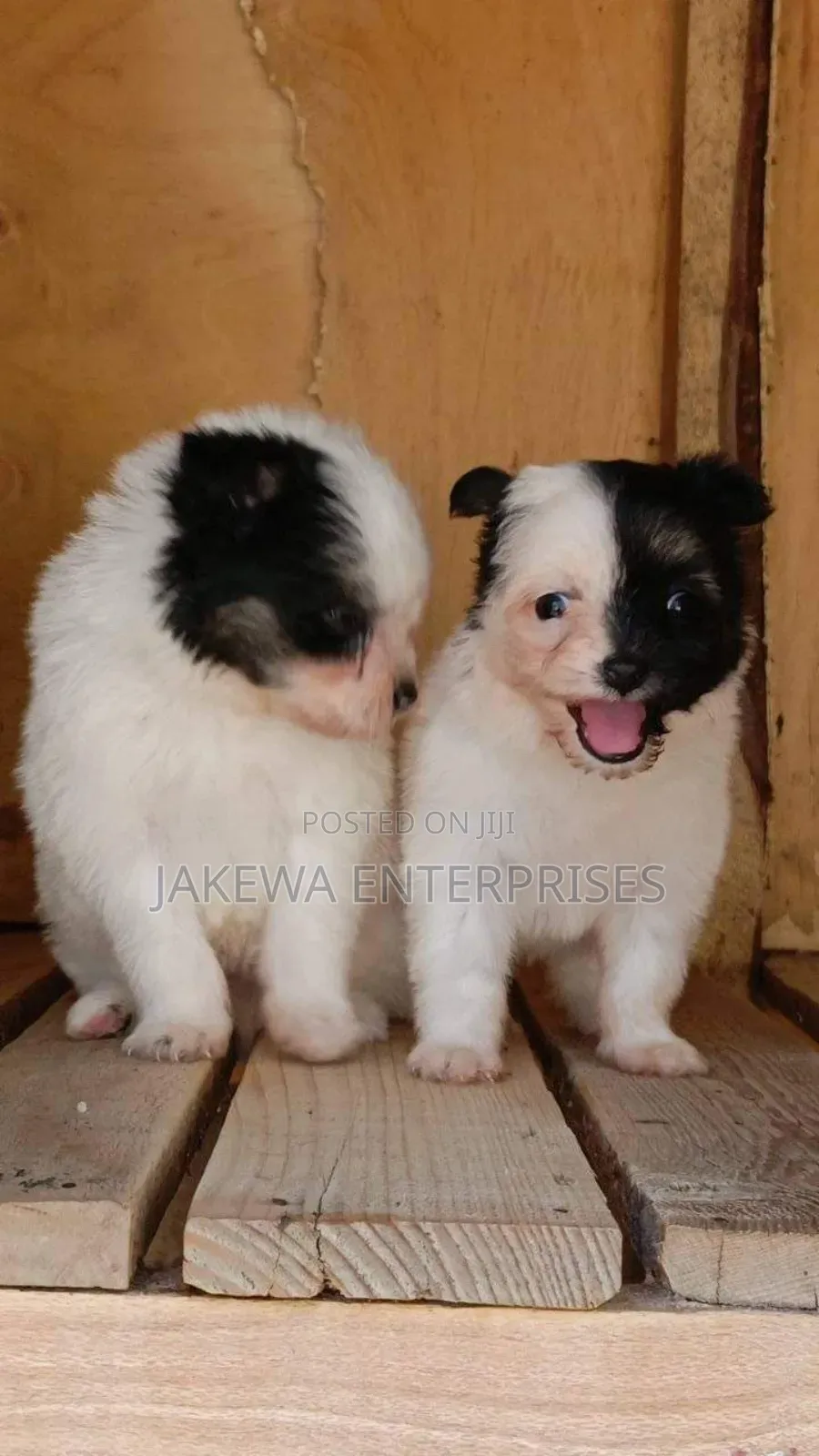 1-3 months Female Purebred Havanese