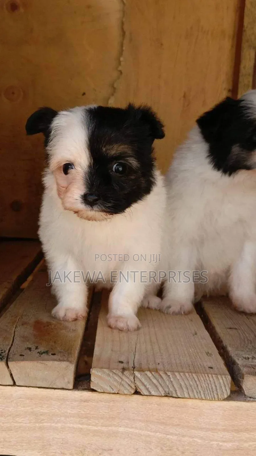1-3 months Female Purebred Havanese