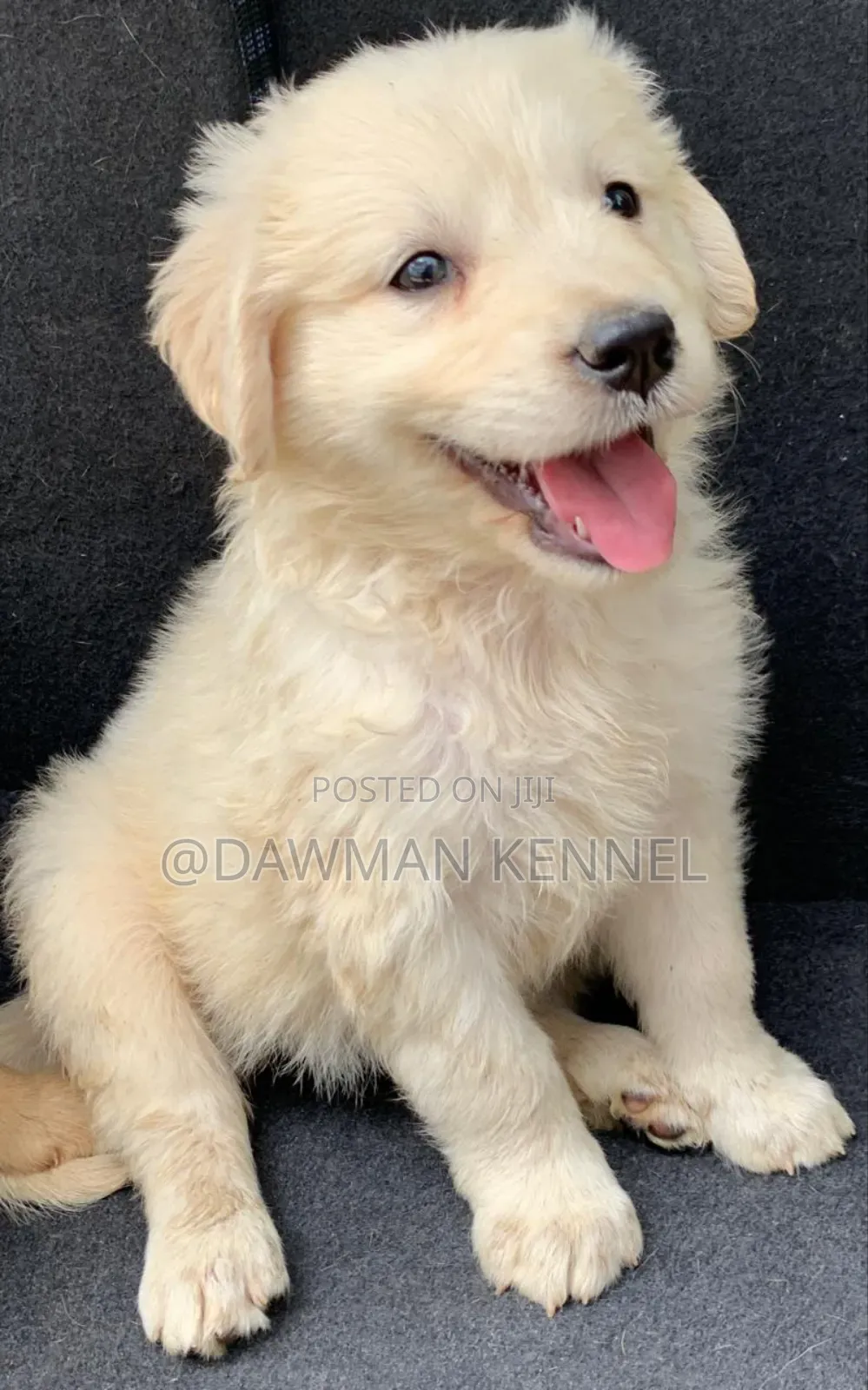 1-3 months Male Purebred Golden Retriever
