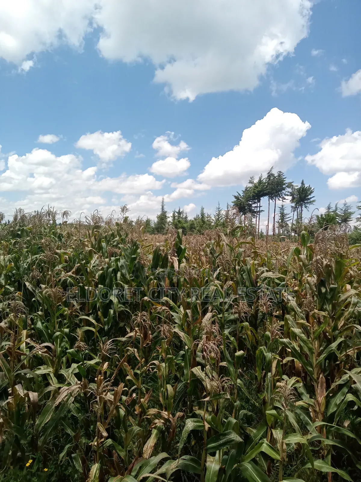 21 Acres on Sale Talnget After Ilula.