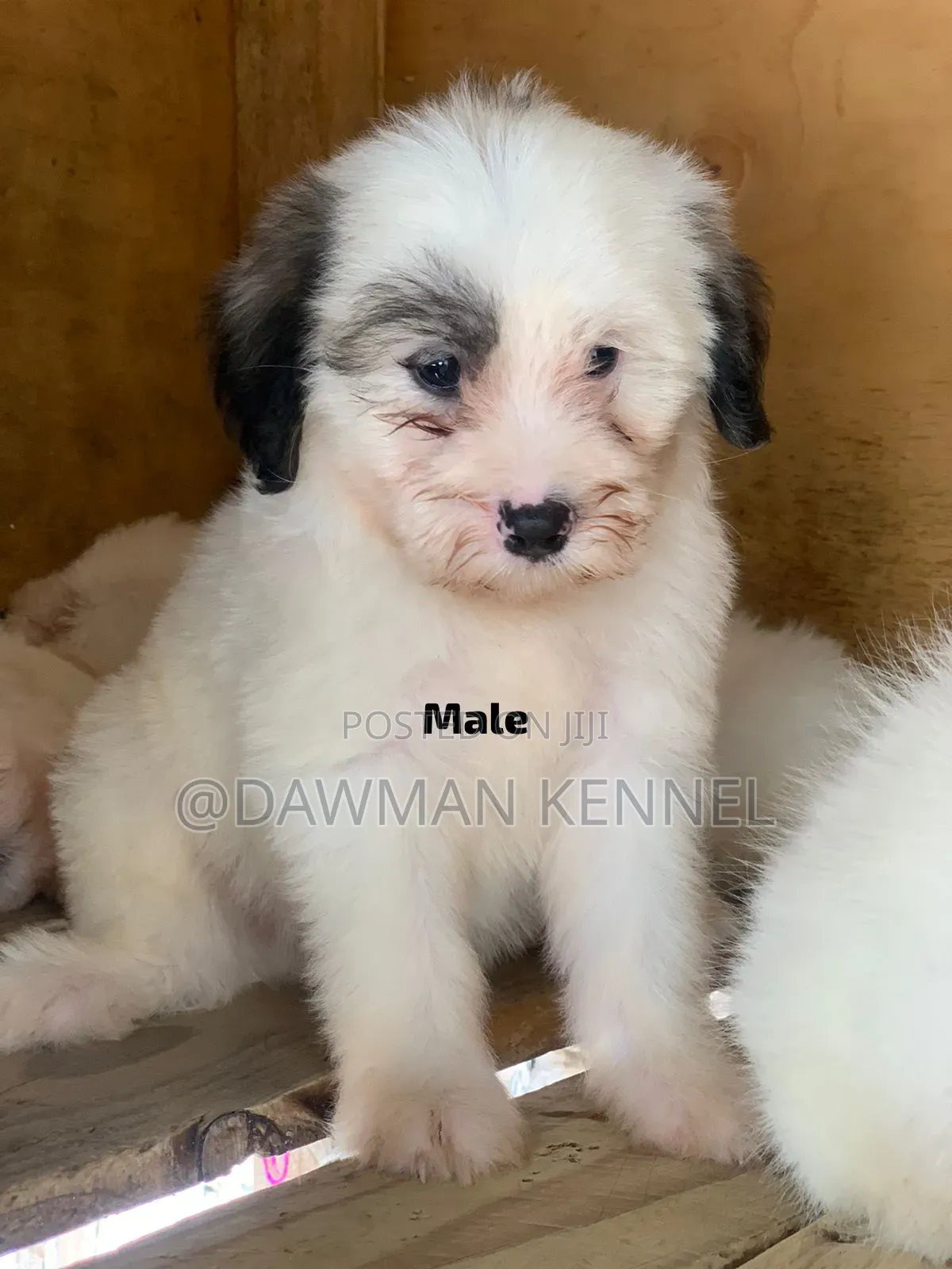 1-3 months Male Purebred Maltese