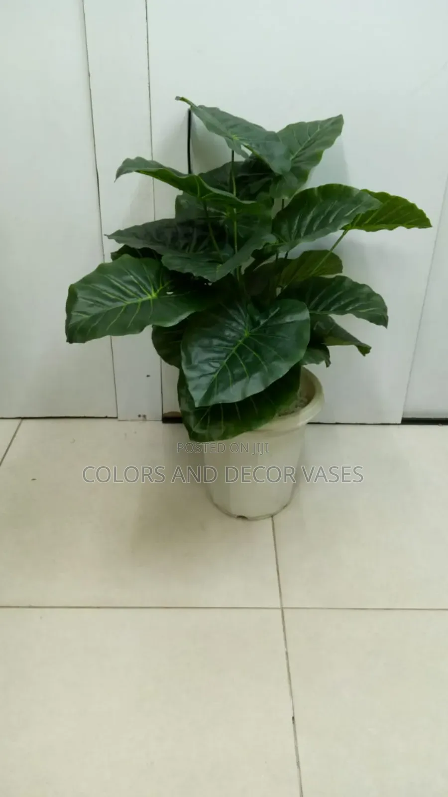 Plants Green and White Vases With Decorative Stones