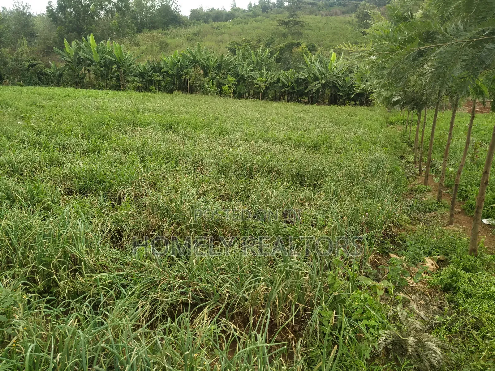 Half Acre Piece of Land in Ngong, Matasia Along Merisho Road