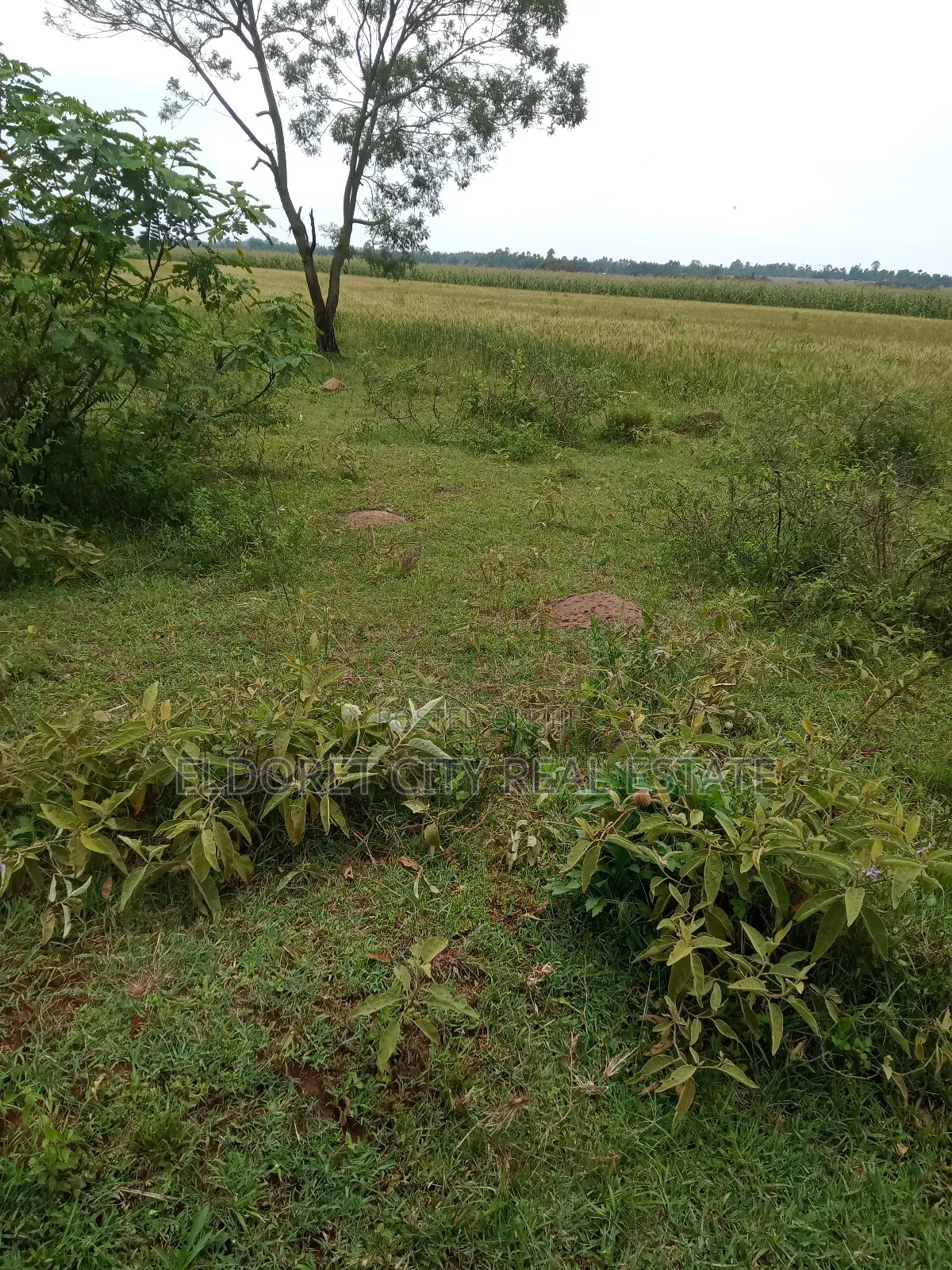 2 Acres Chepkanga 5km Inside With Title