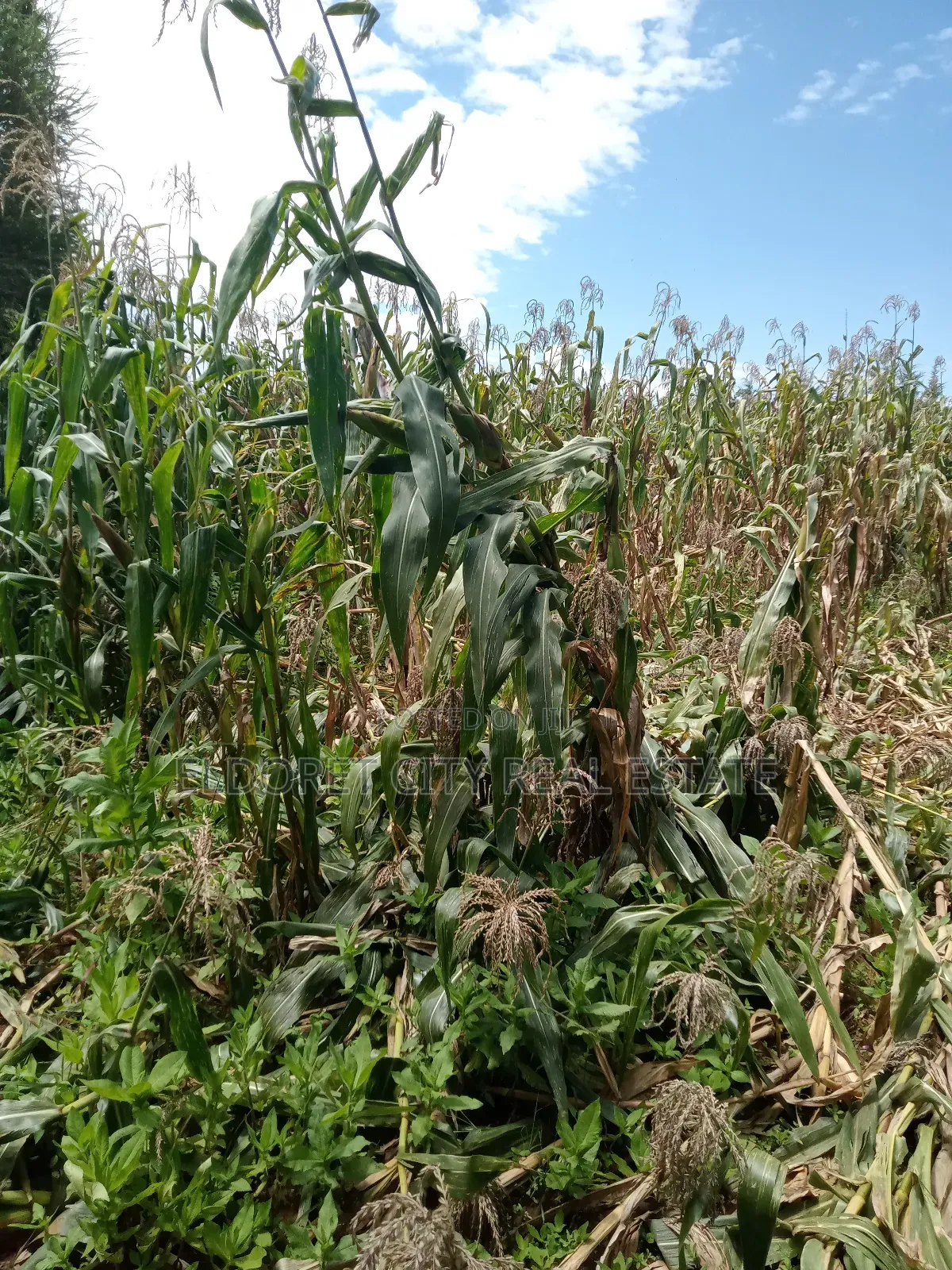 5 Acres Moiben After Tugen Estate