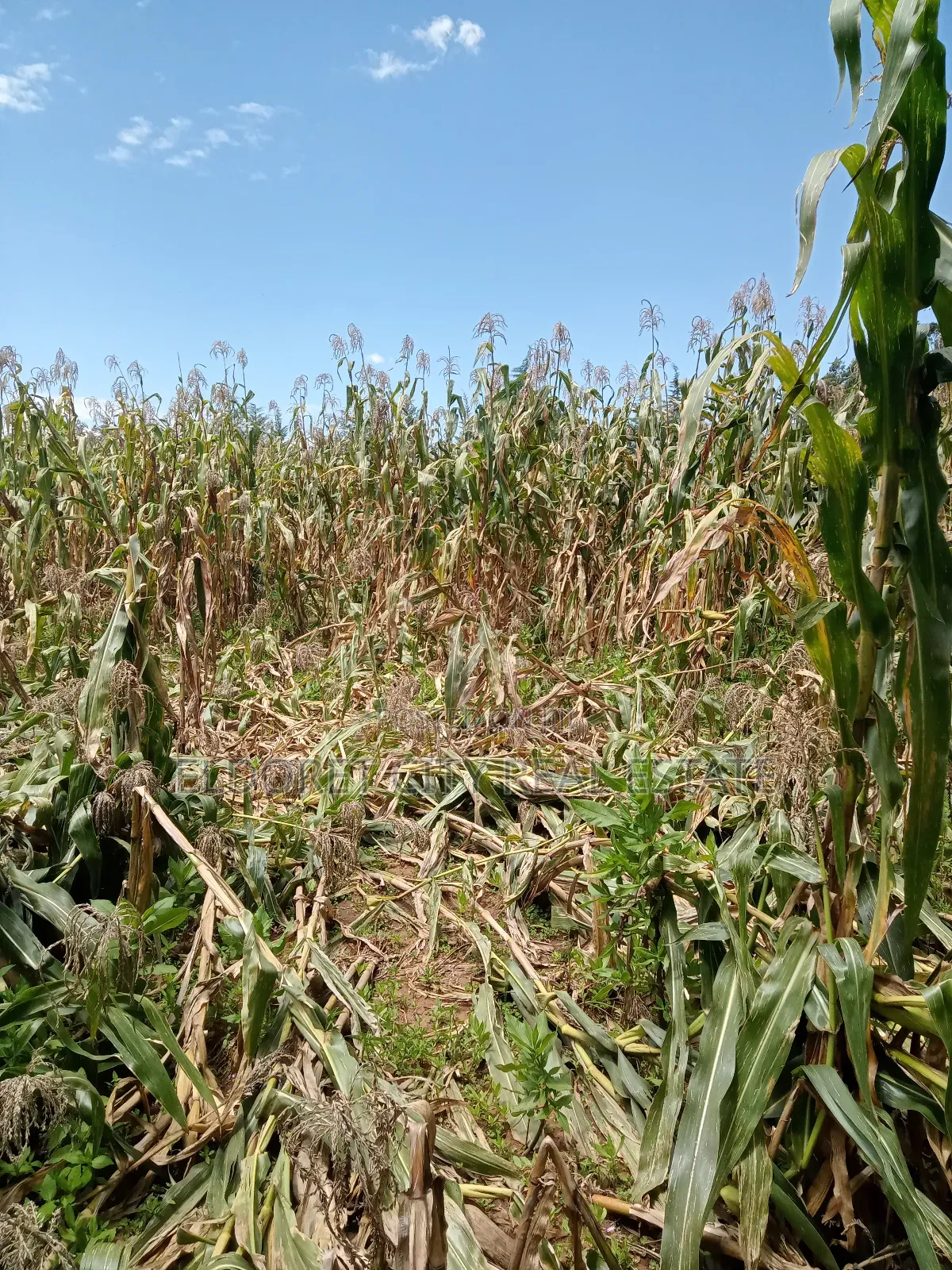 5 Acres Moiben After Tugen Estate