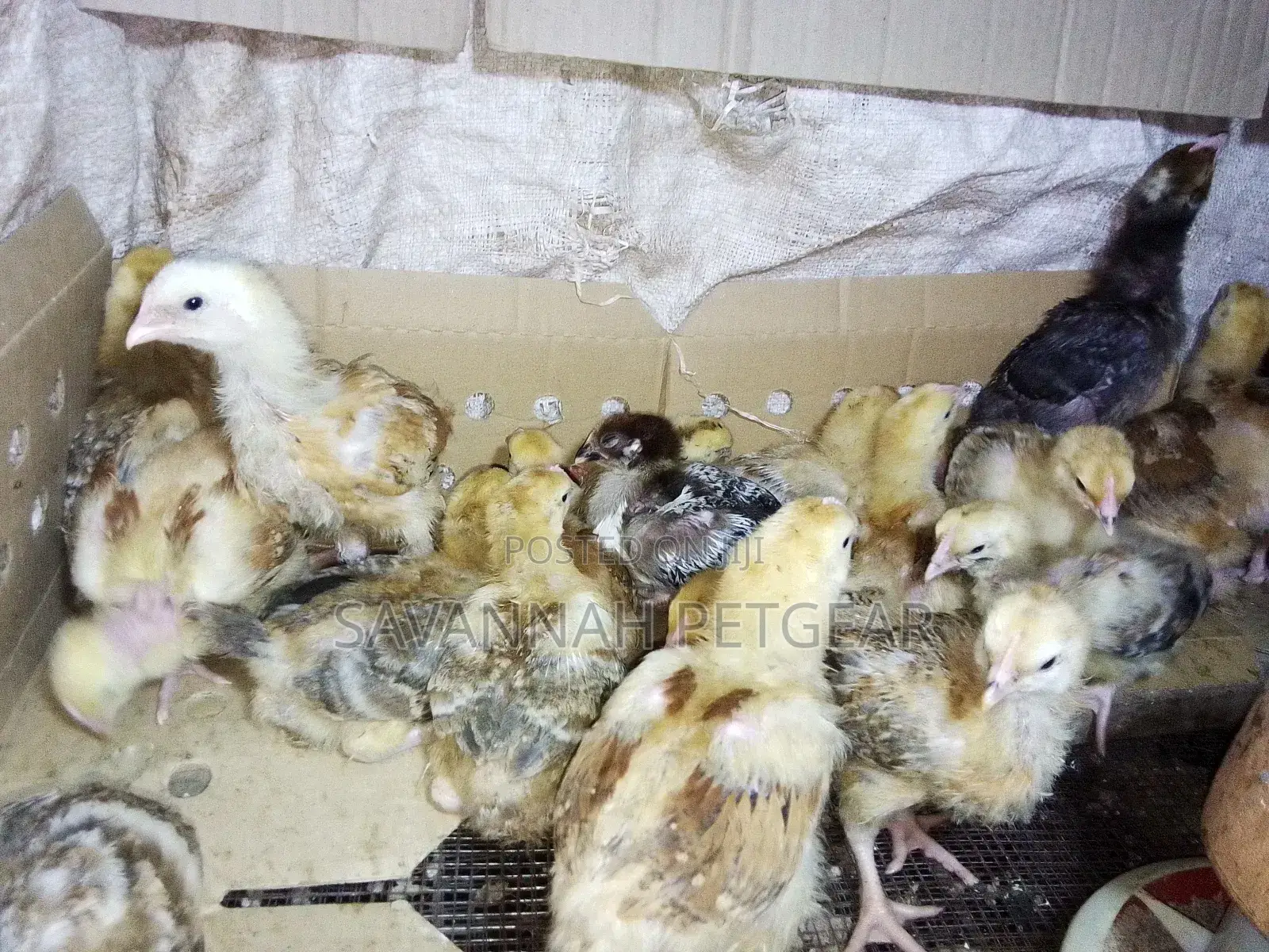 Naked Neck Tanbro 3 Week Old Chicks