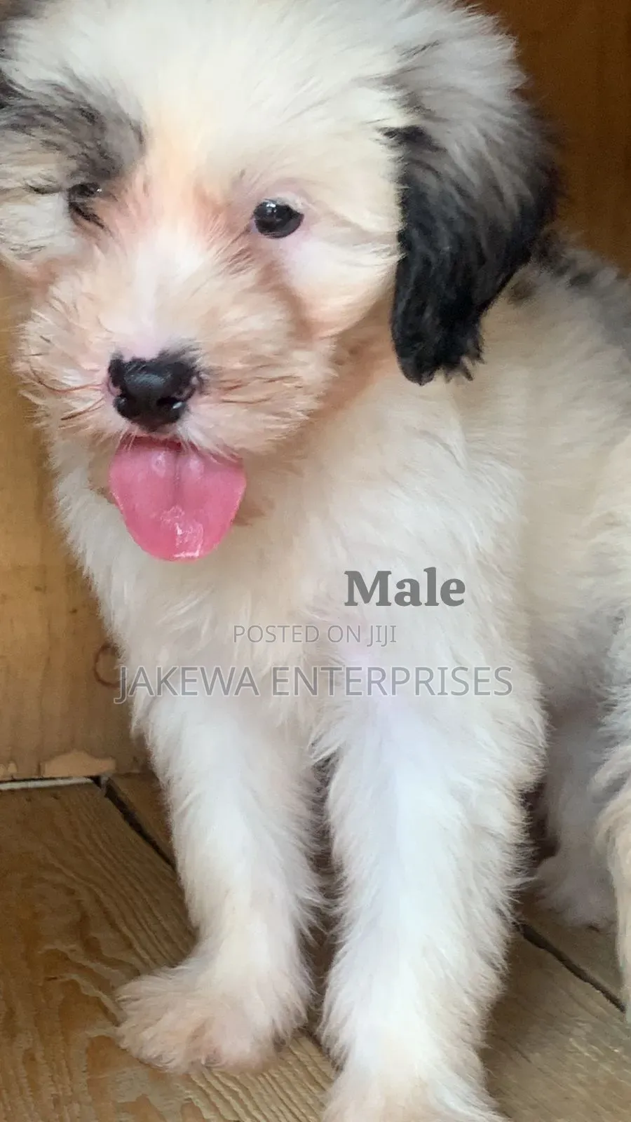 1-3 months Male Purebred Havanese