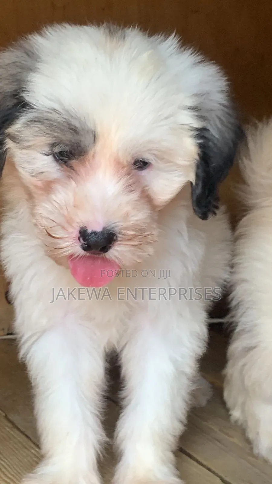 1-3 months Male Purebred Havanese
