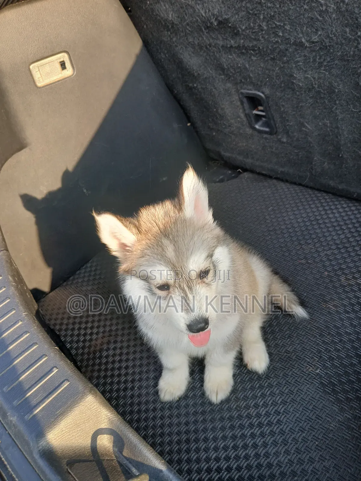 1-3 months Male Purebred Siberian Husky
