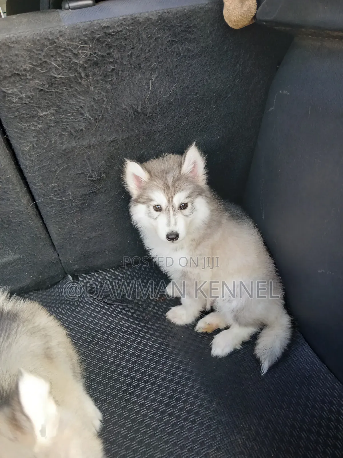 1-3 months Male Purebred Siberian Husky