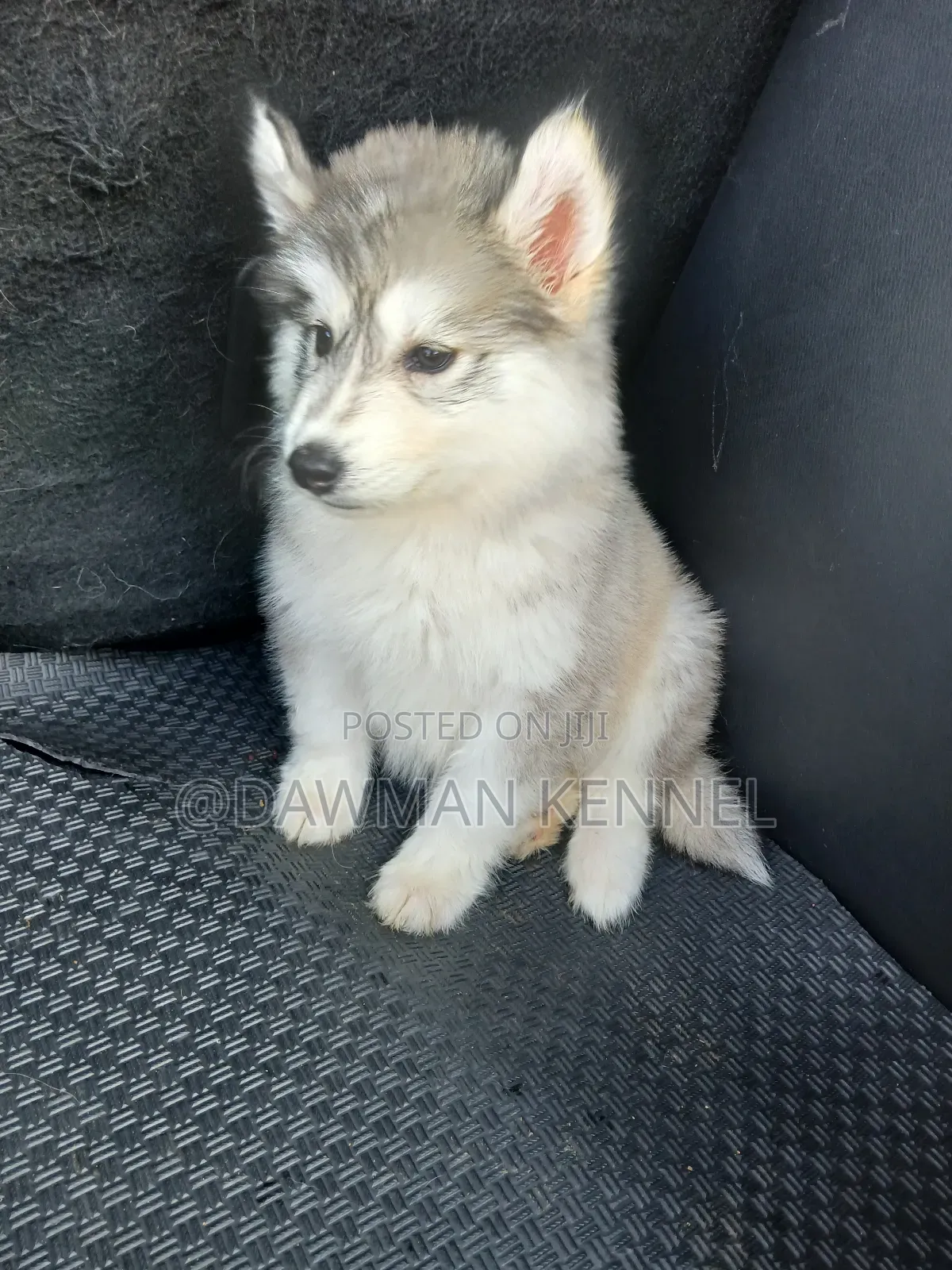 1-3 months Female Purebred Siberian Husky