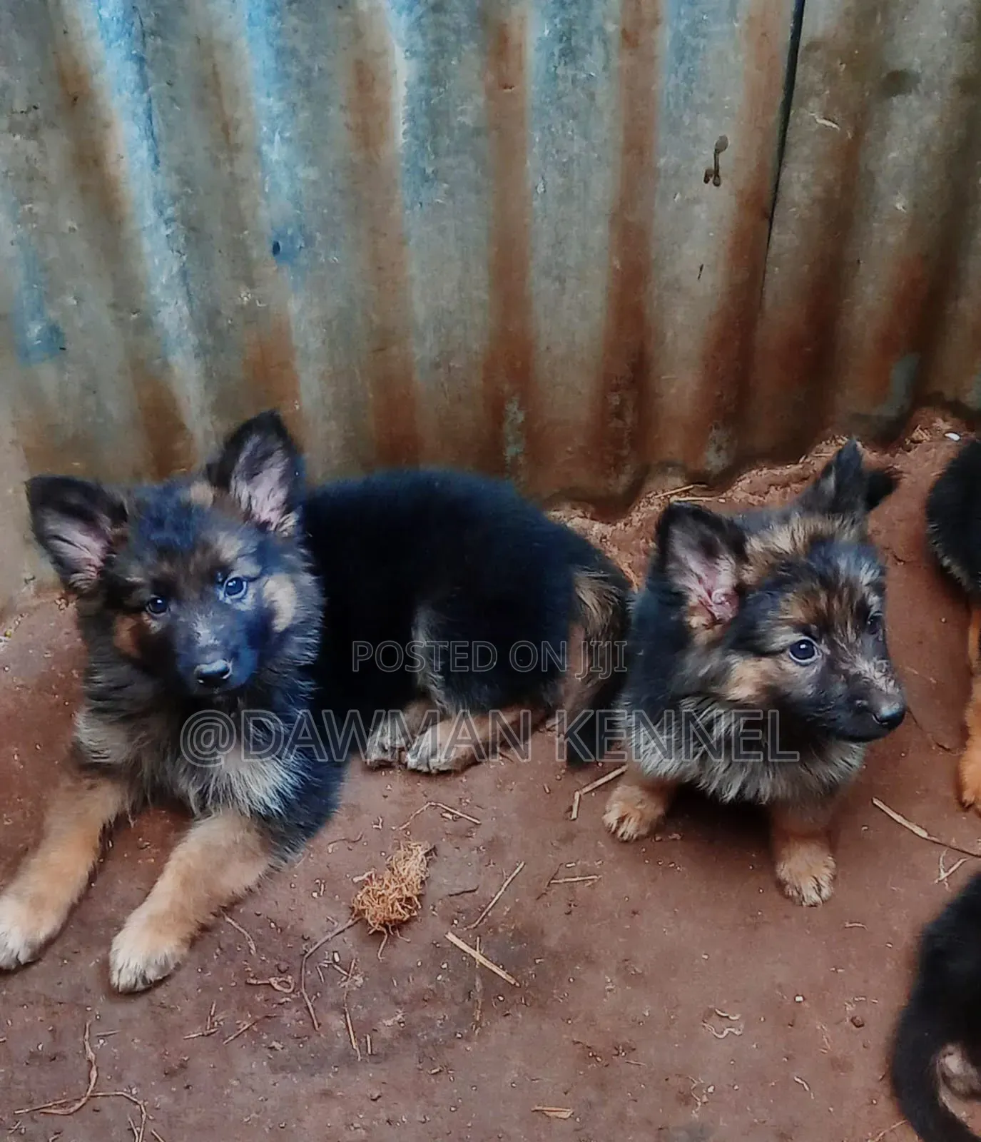 1-3 months Male Purebred German Shepherd