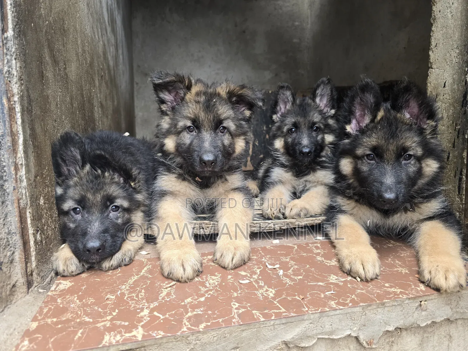 1-3 months Male Purebred German Shepherd