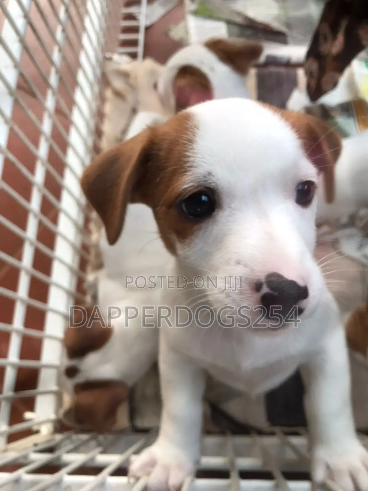 1-3 months Male Purebred Jack Russell Terrier