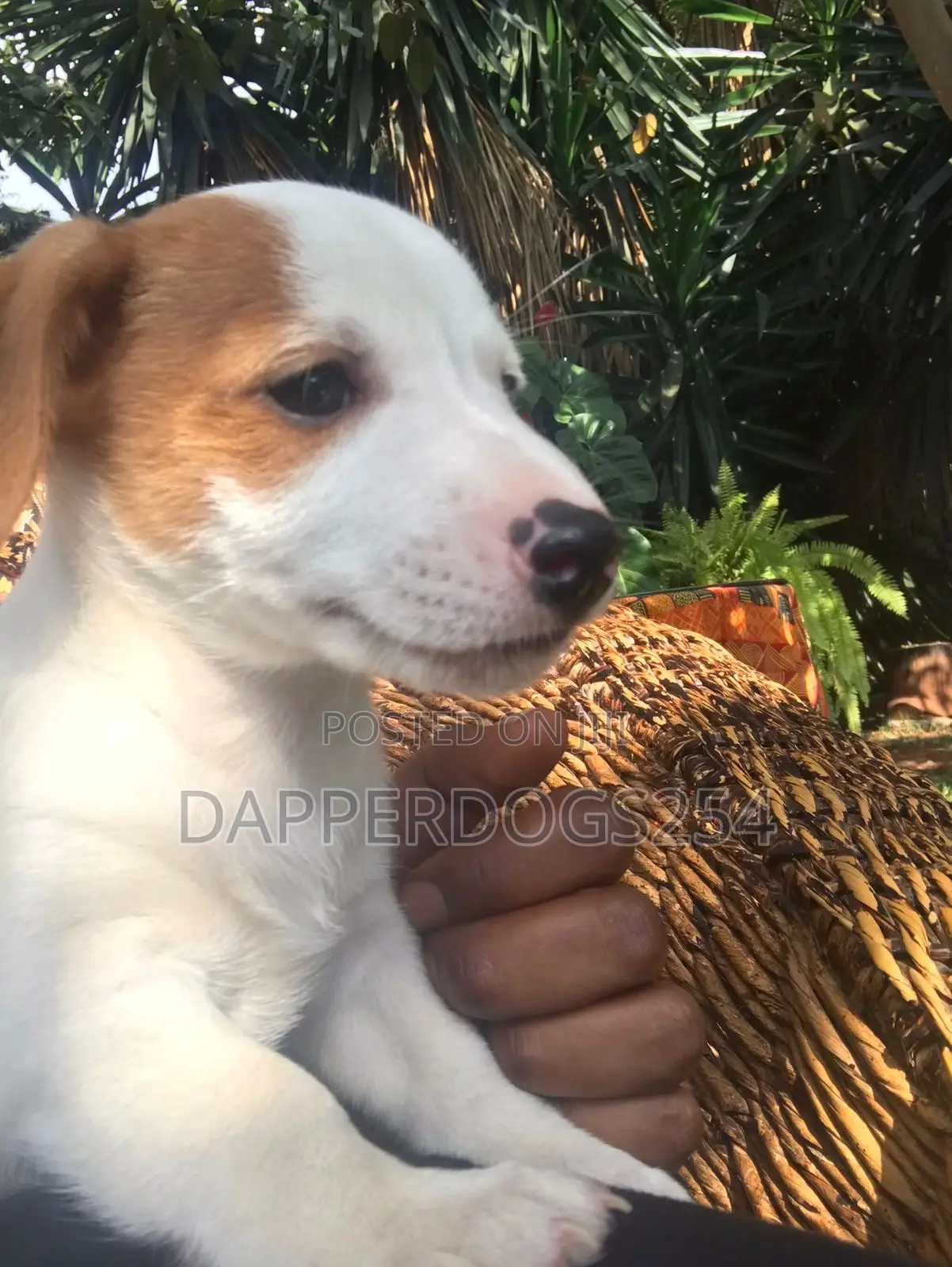 1-3 months Male Purebred Jack Russell Terrier