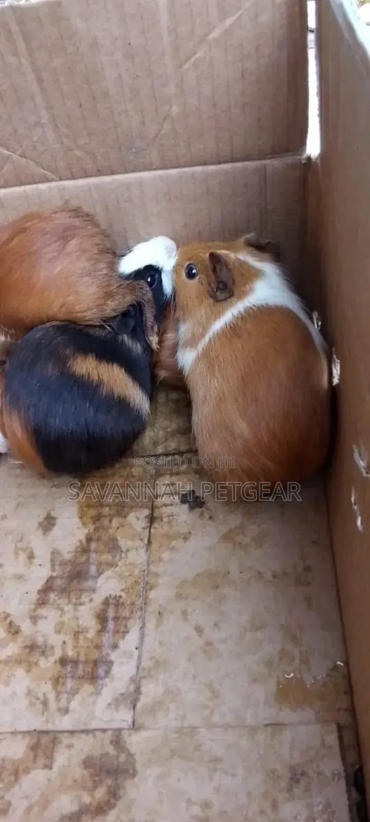 Guinea Pigs Mature Females As Pets Or For Breeding