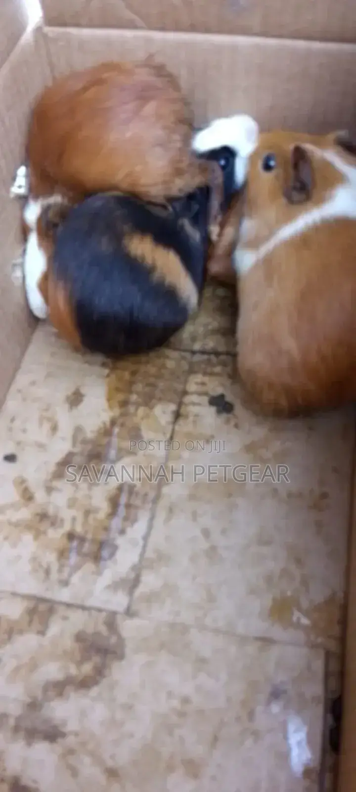 Guinea Pigs Mature Females As Pets Or For Breeding