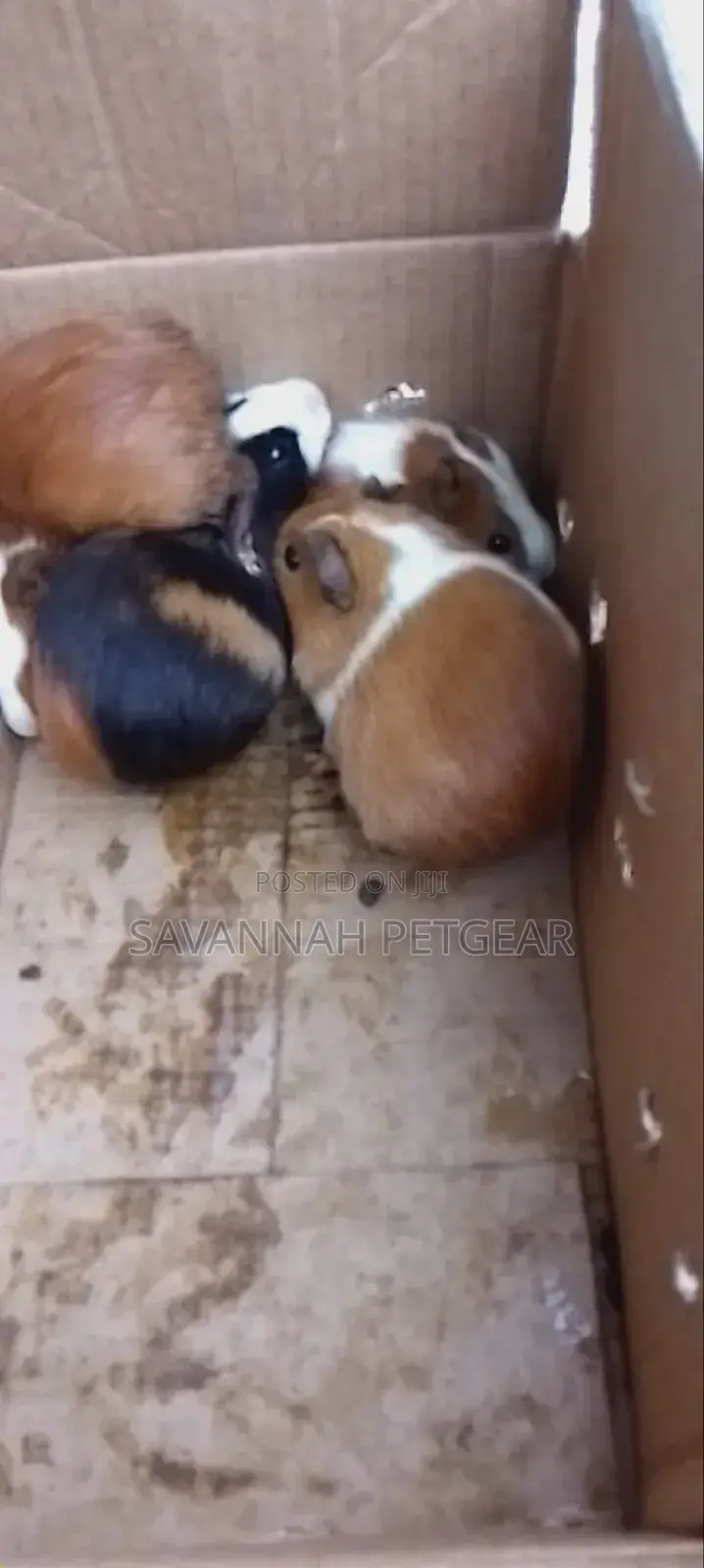 Guinea Pigs Mature Females As Pets Or For Breeding