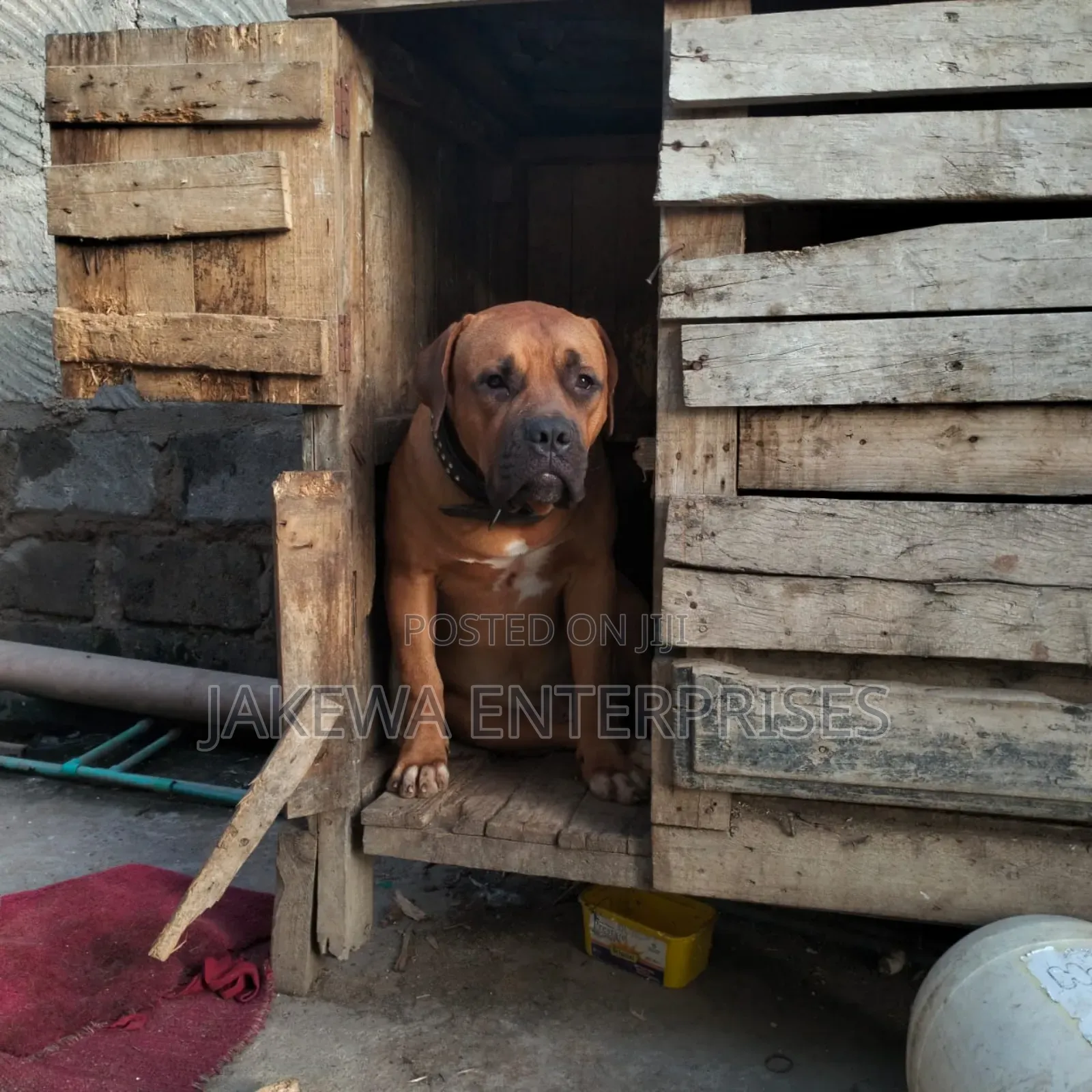 1+ year Male Purebred Boerboel