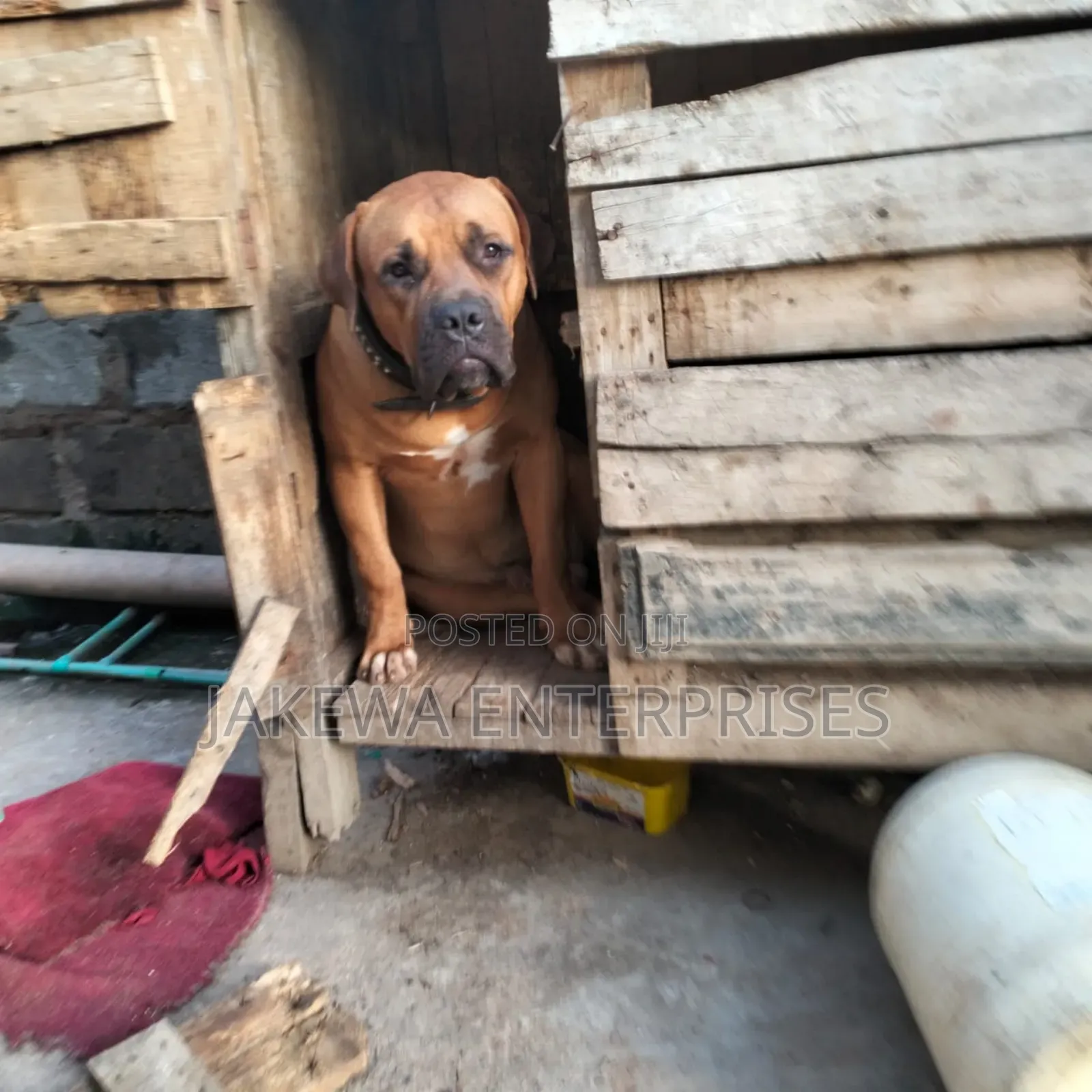 1+ year Male Purebred Boerboel