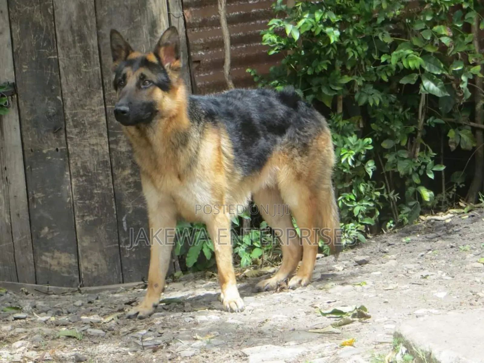 1+ year Male Purebred German Shepherd