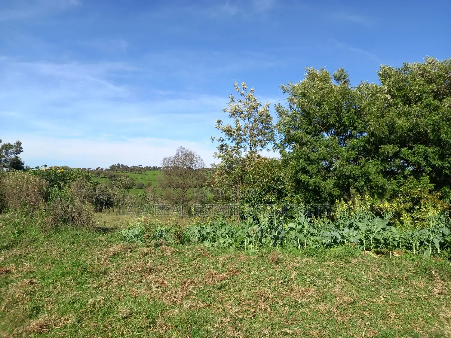 Tigoni Highlands Sale