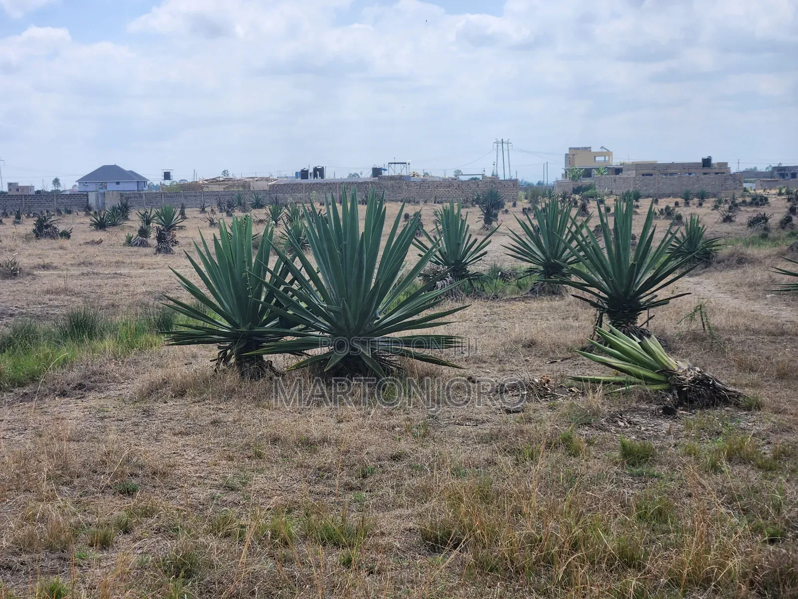Jujafarm Plots