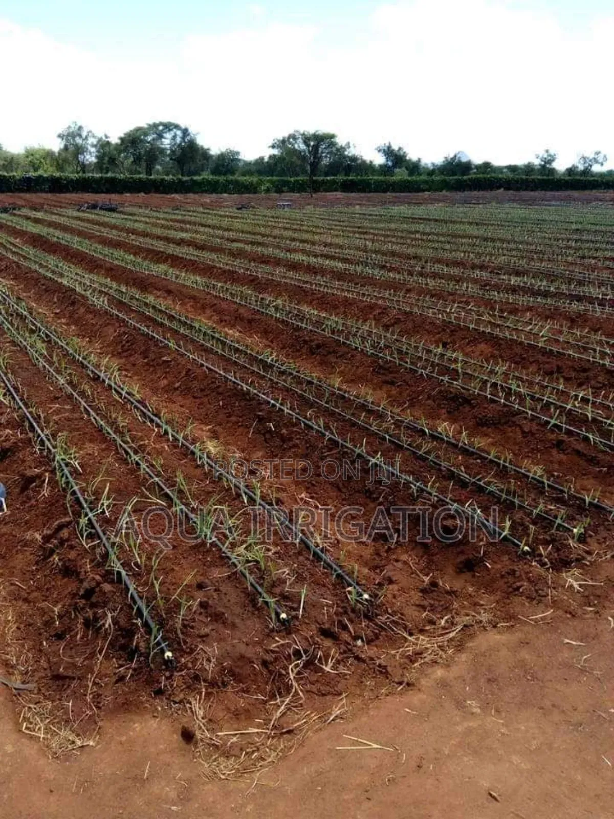Irrigation by Drip Tape