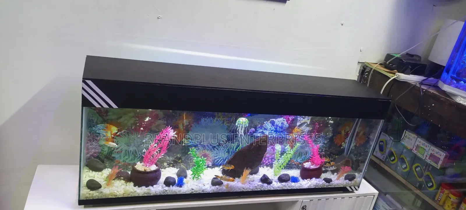 Fish Aquarium