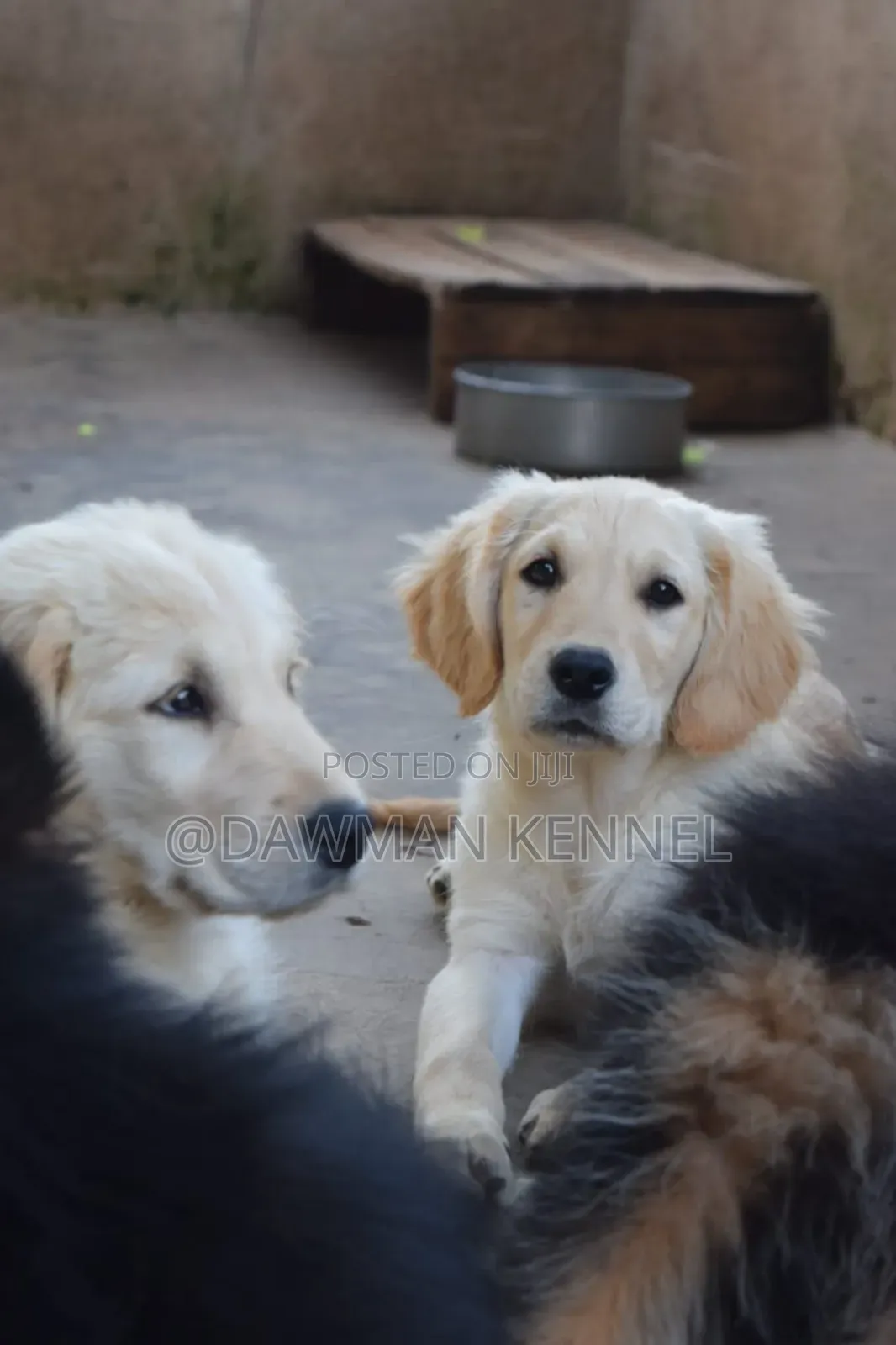1-3 months Male Purebred Golden Retriever